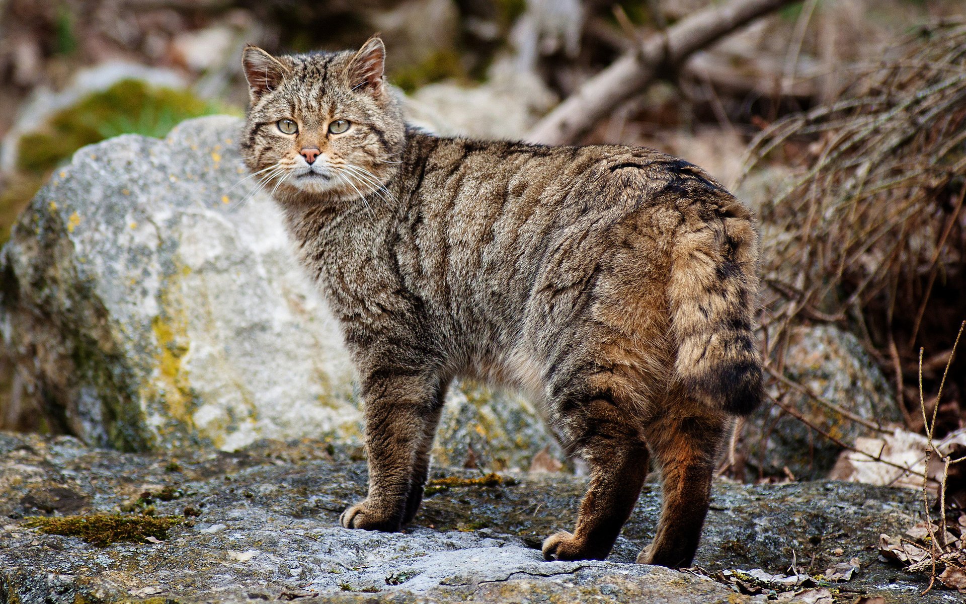Animal wildcat Image