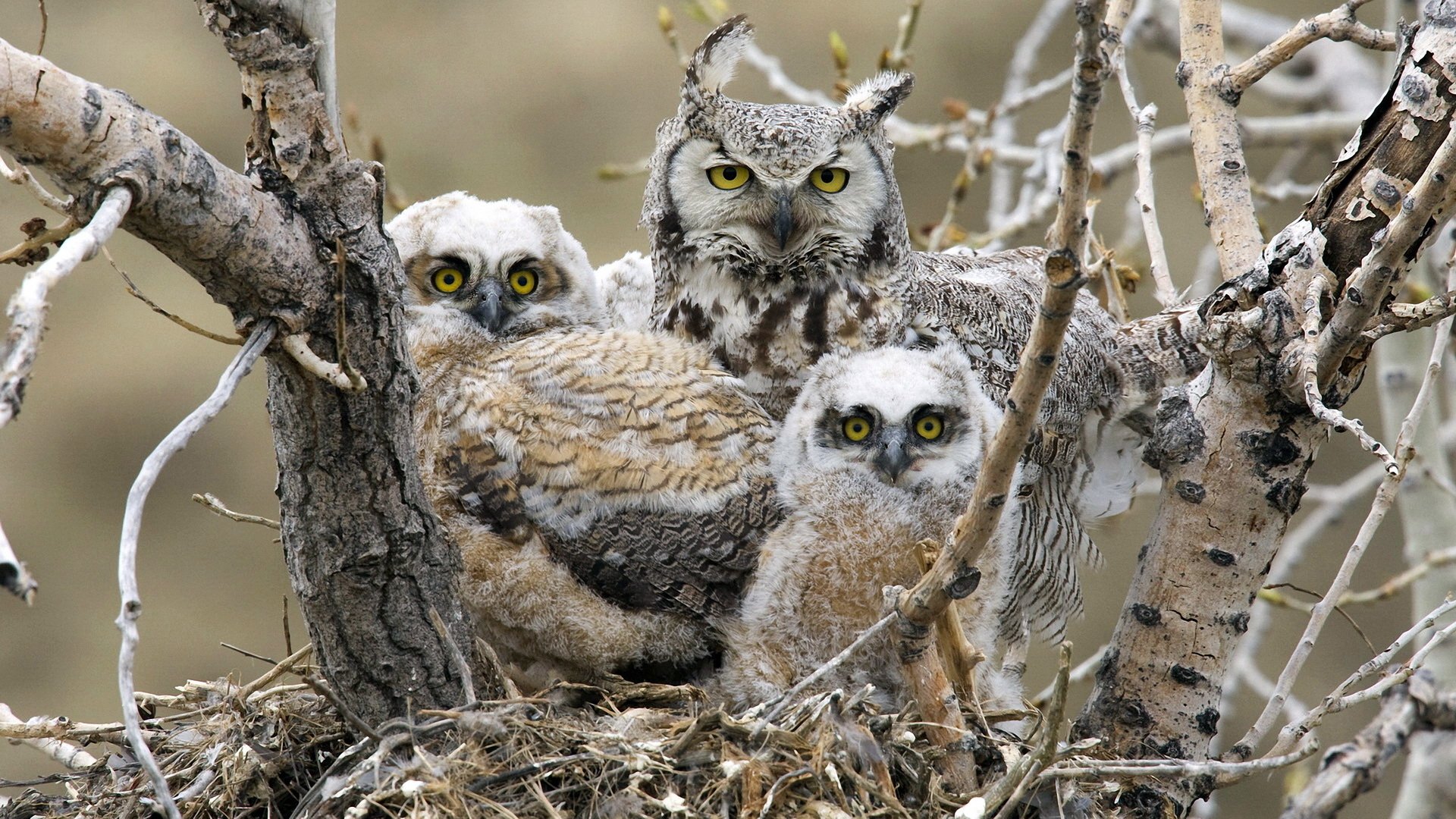 Download Animal Owl Image