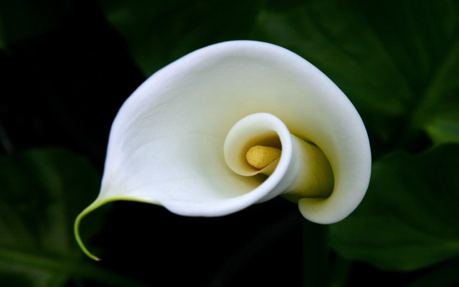 Nature scene: close-up of a white calla lily curling around its yellow spadix against dark green leaves.