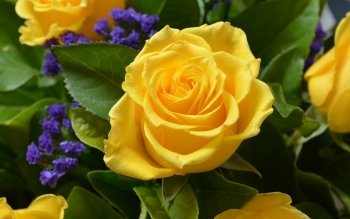 Preview Image 283727