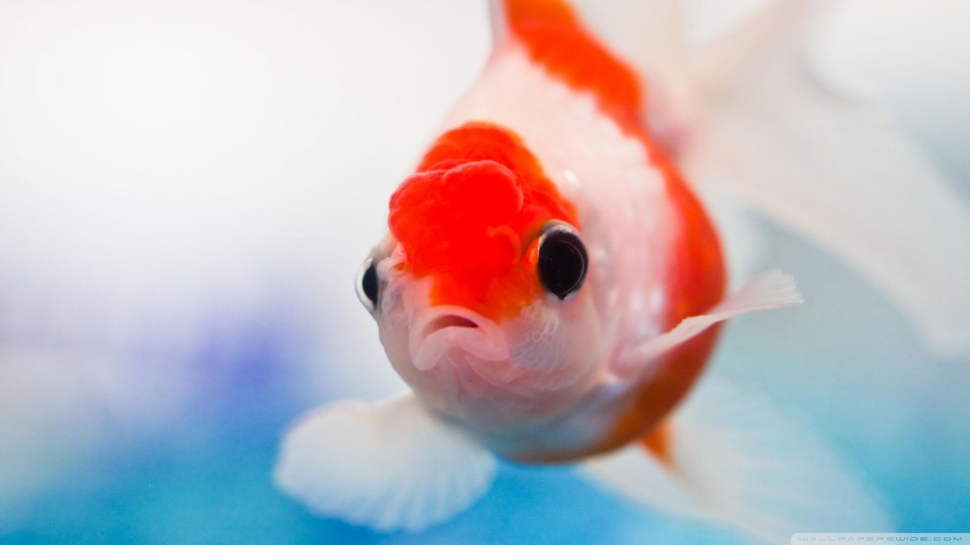 Animal goldfish Image