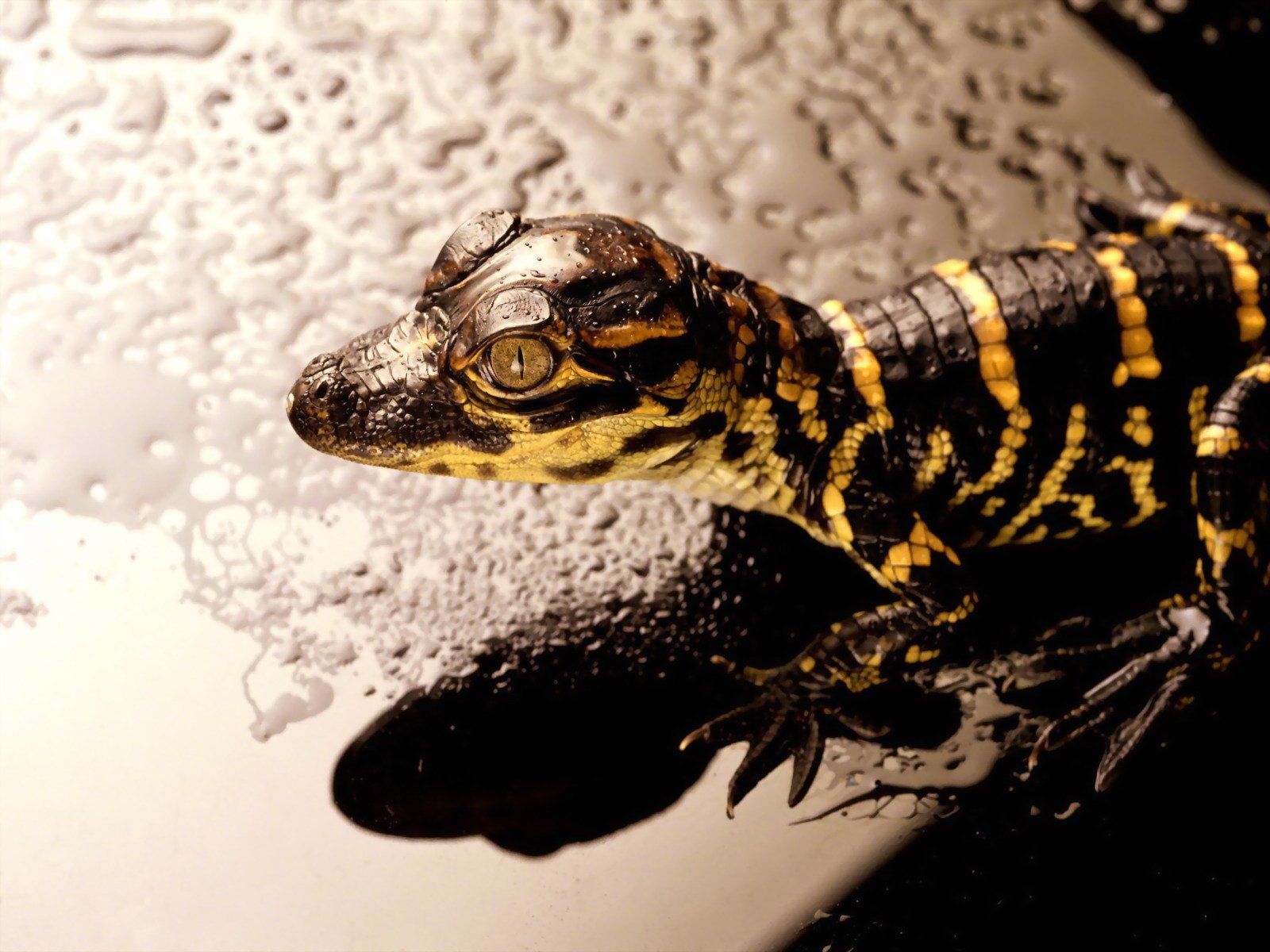 Animal alligator Image