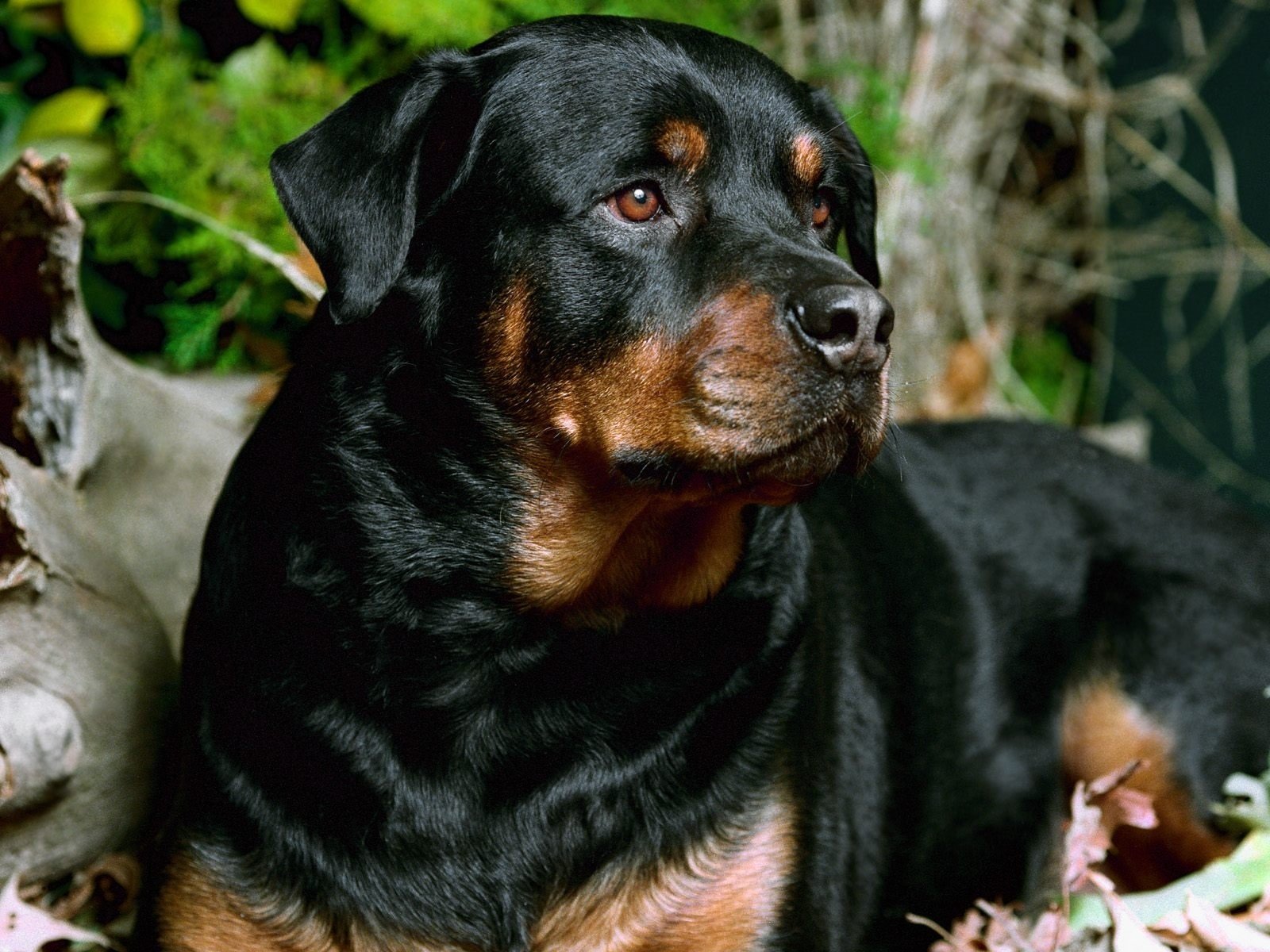Animal rottweiler Image