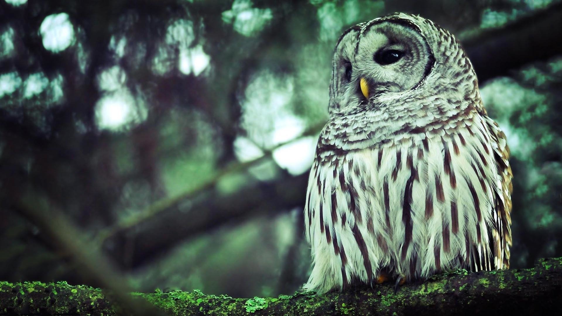 Download Animal Owl Image