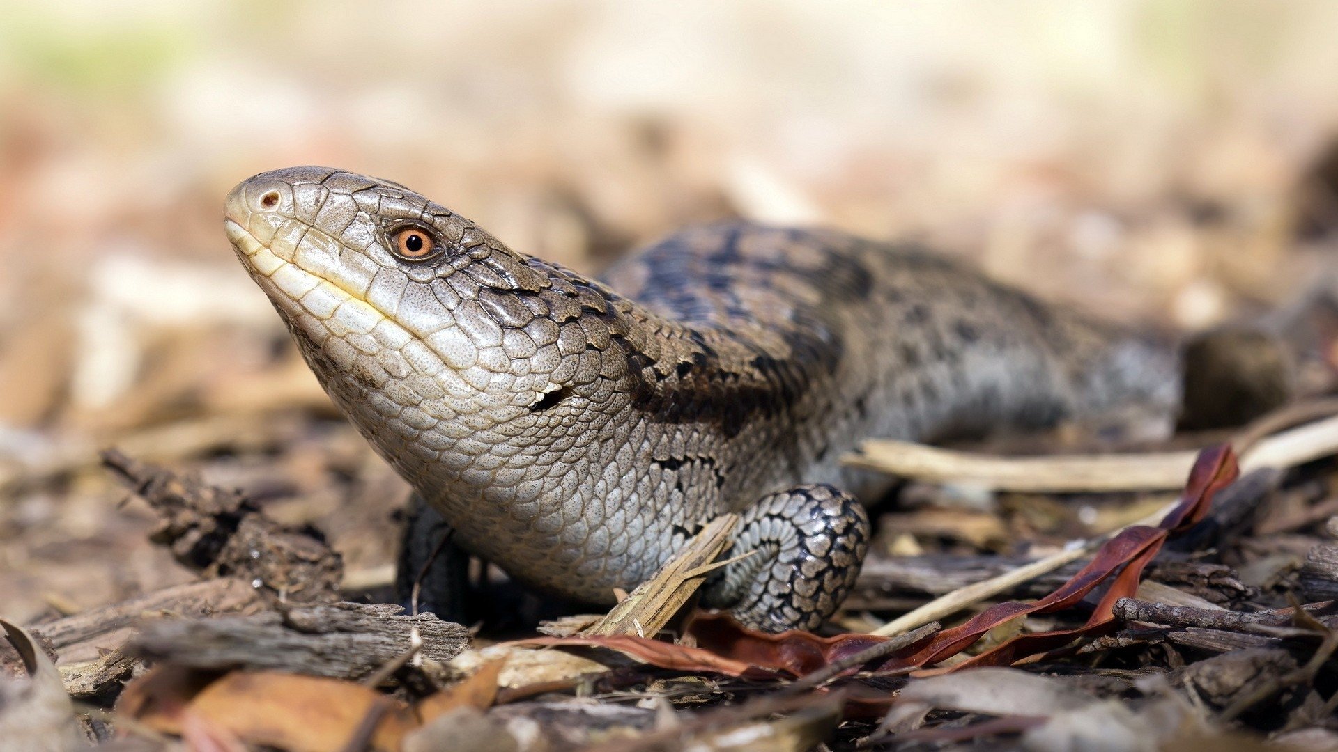 Download Animal Blue-Tongue Skink Image