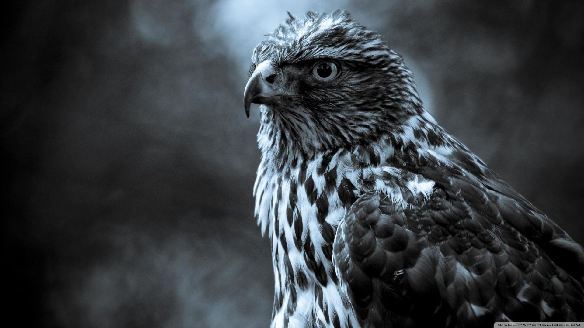 A striking eagle stands majestically, with detailed feathers in shades of black and white, exuding a powerful presence against a softly blurred background.