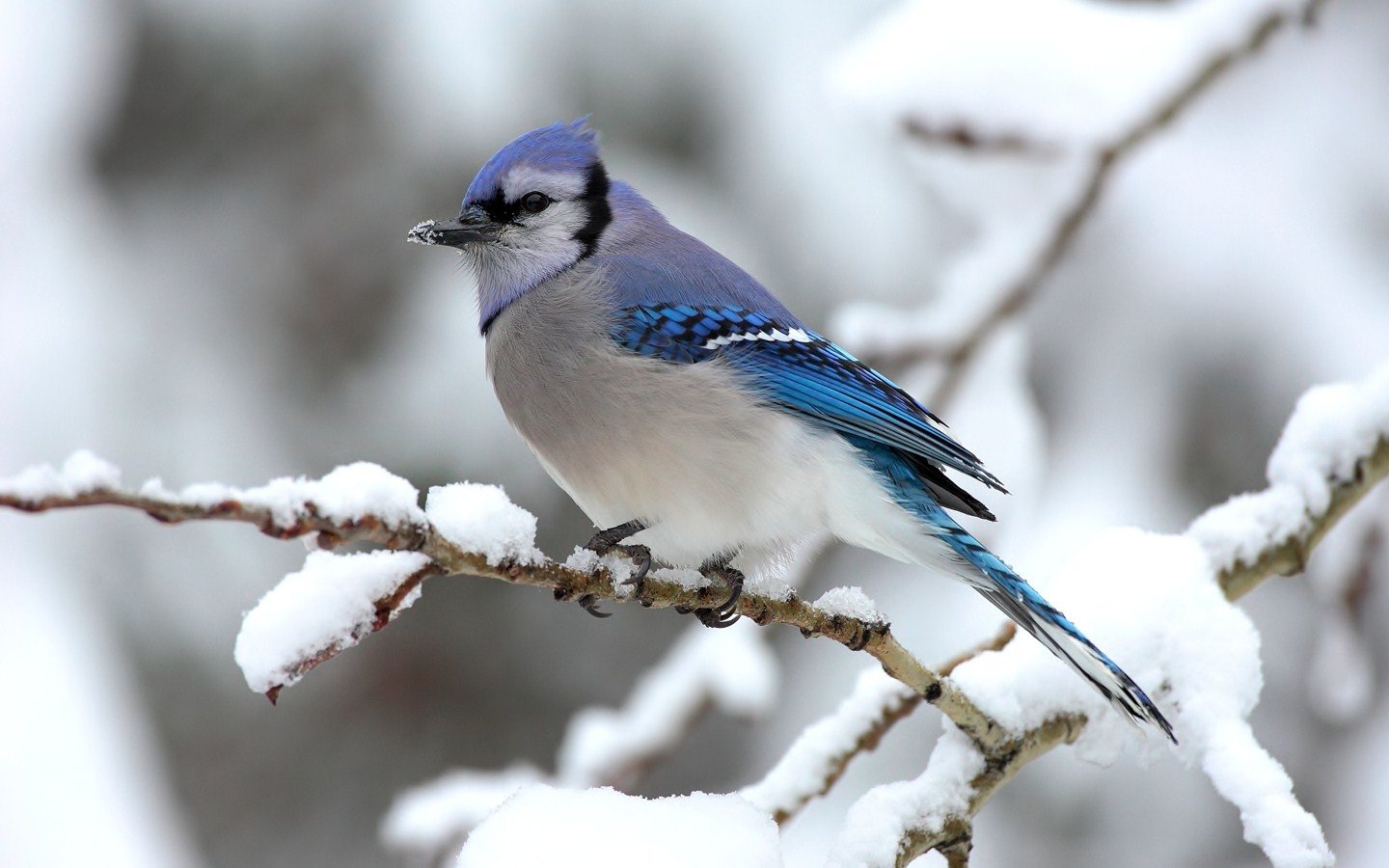 Animal blue jay Image