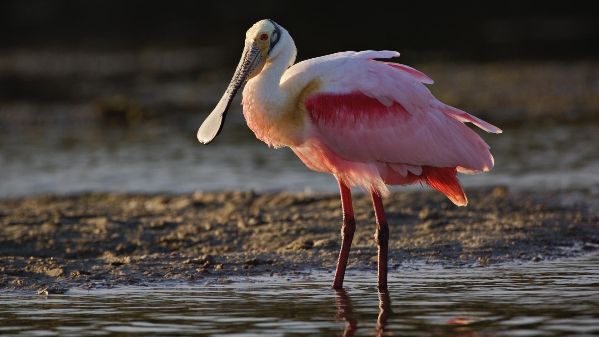  Spoonbill
