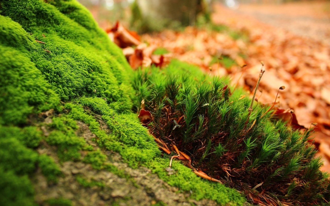 Download Nature Moss Image