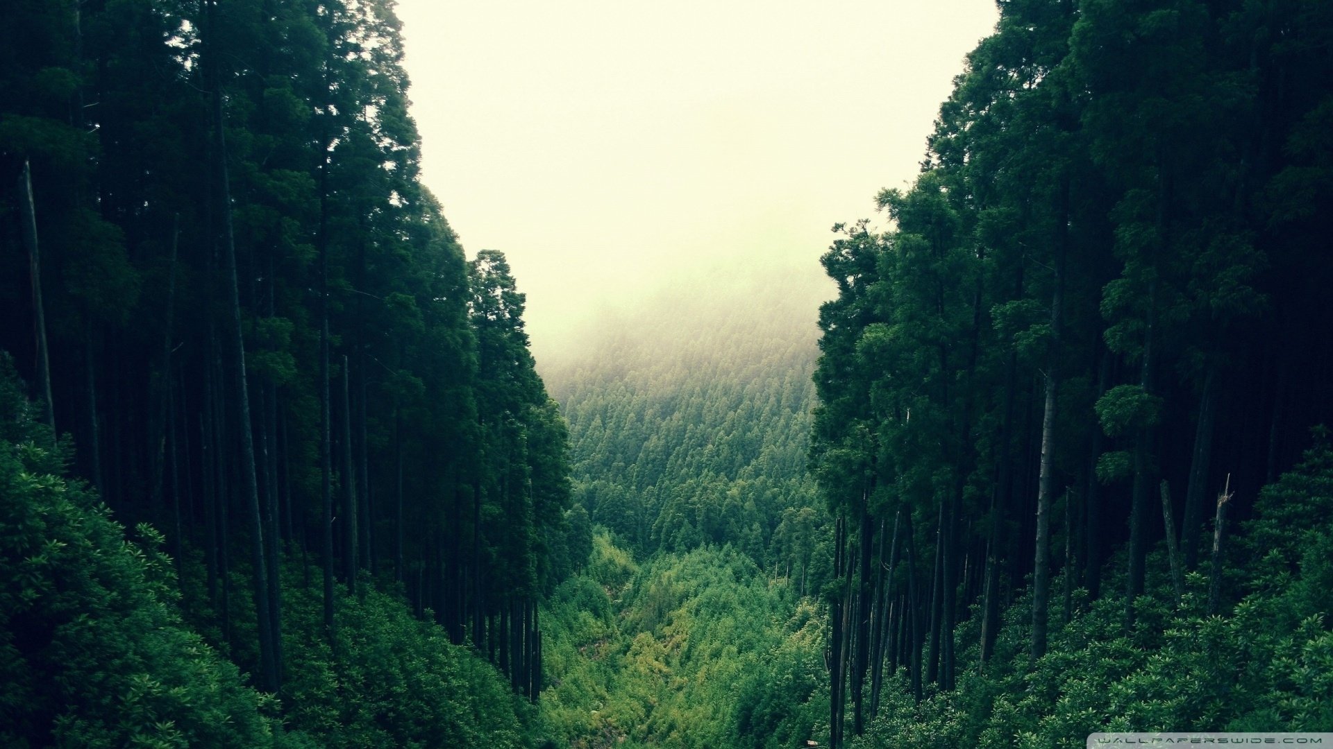 nature valley Image