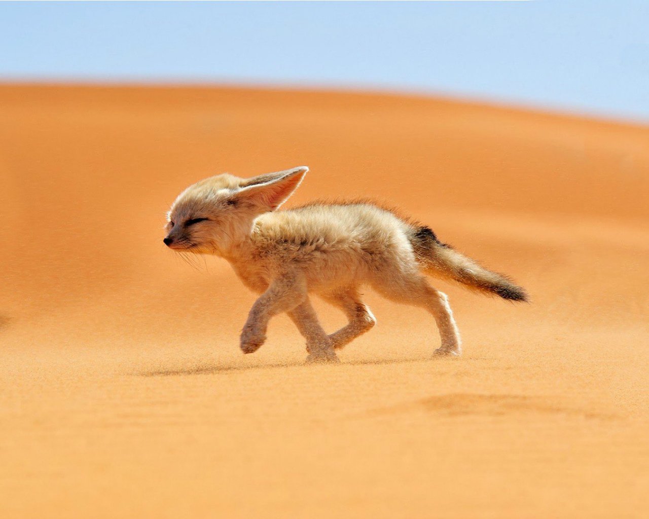 Small fennec fox (animal) walking across warm orange sand dunes under a clear blue sky.