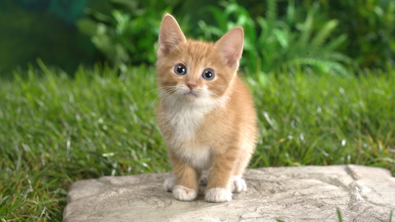 Cute Ginger Kitten Image - ID: 284914 - Image Abyss