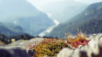 Preview Image 284295