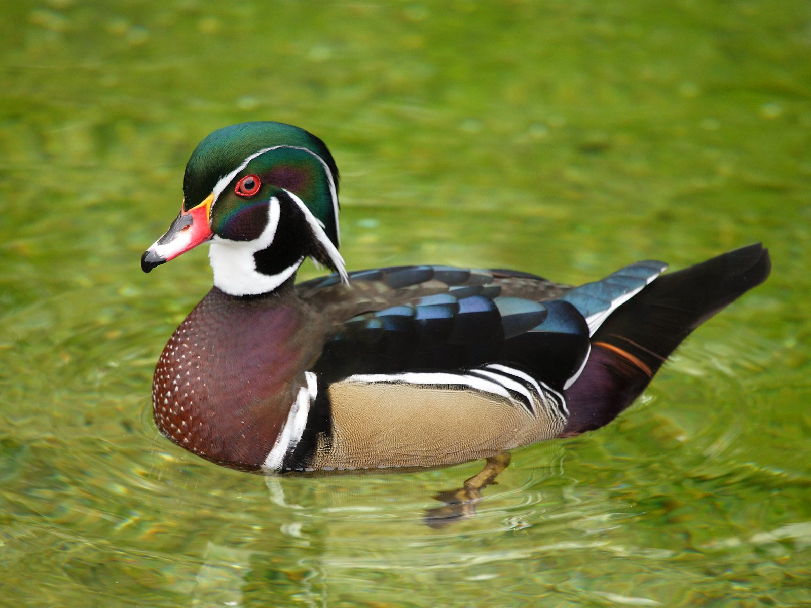 Wood Duck Picture