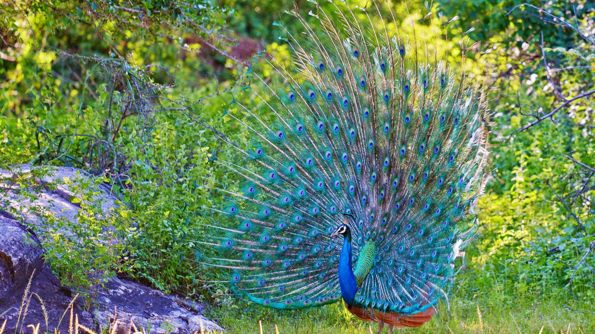 Peacock Picture - Image Abyss