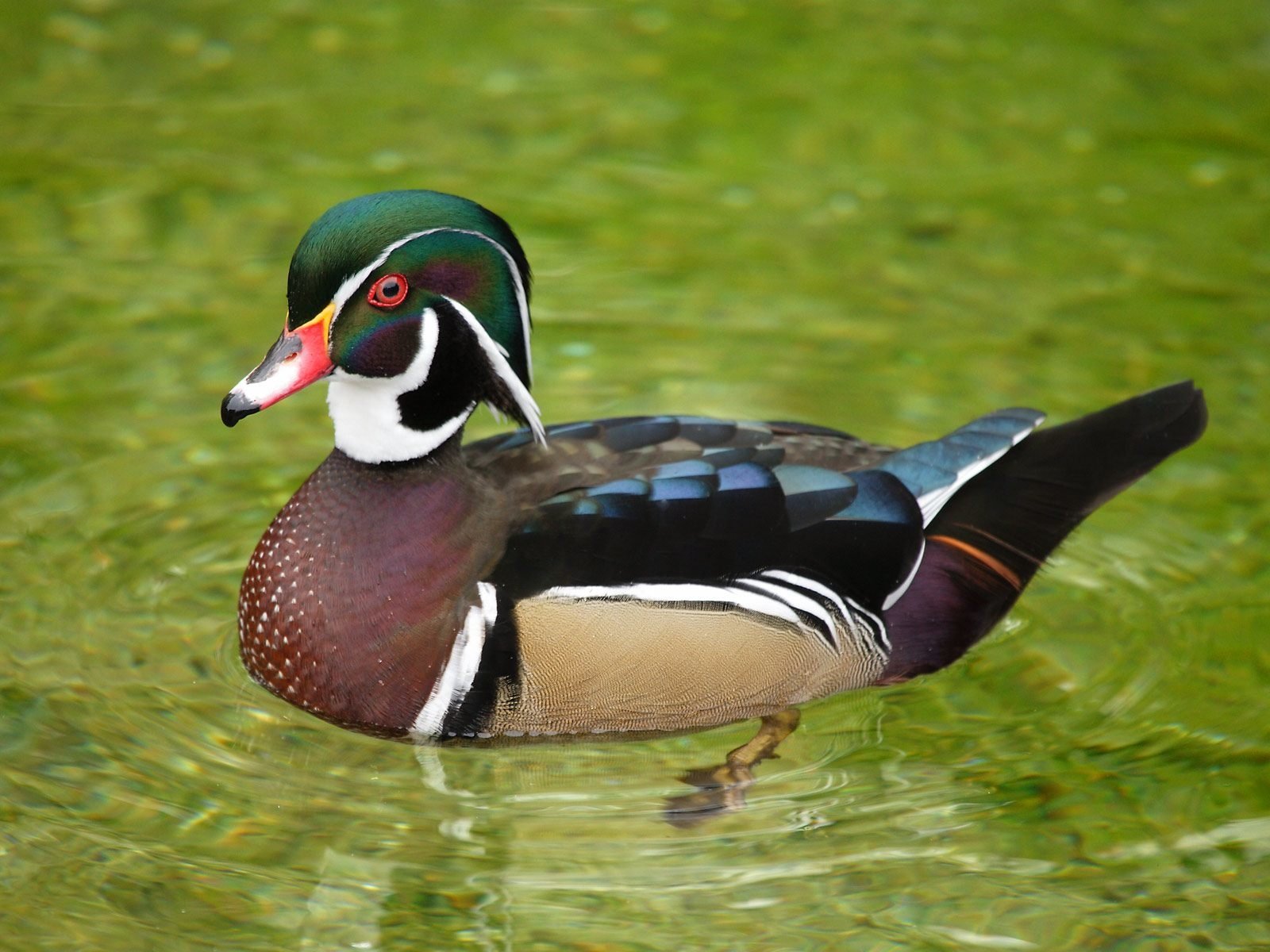 Animal wood duck Image