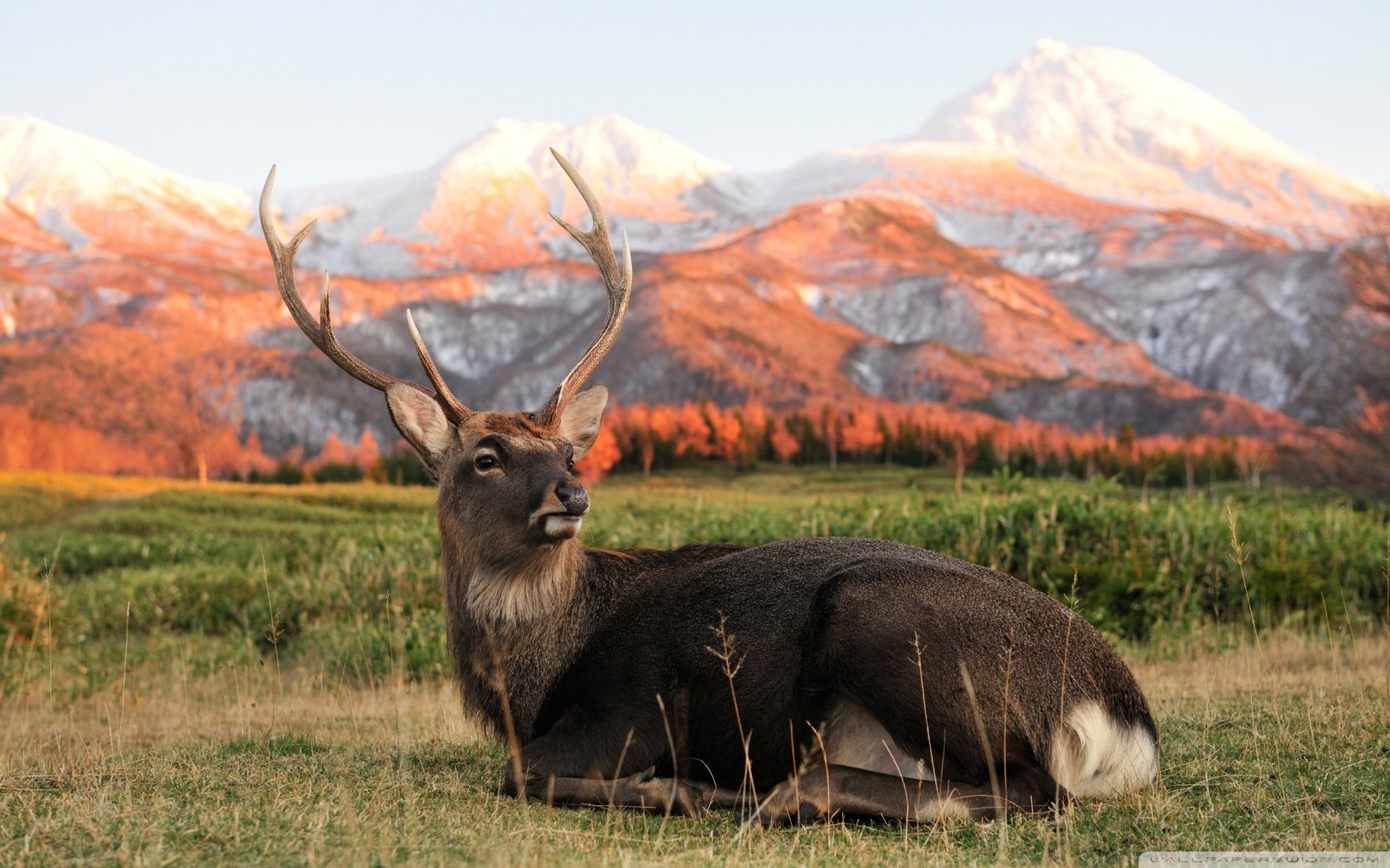 Animal elk Image