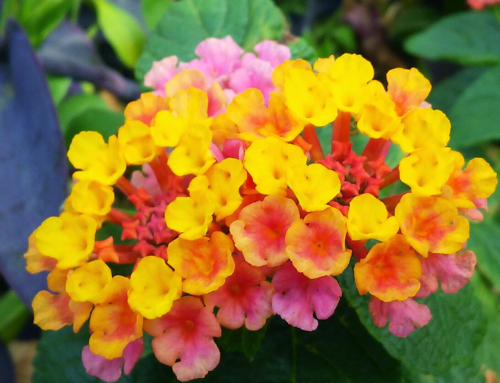 Bright yellow and orange flowers bloom vibrantly in a lush summer garden surrounded by green leaves, showcasing the beauty of nature.