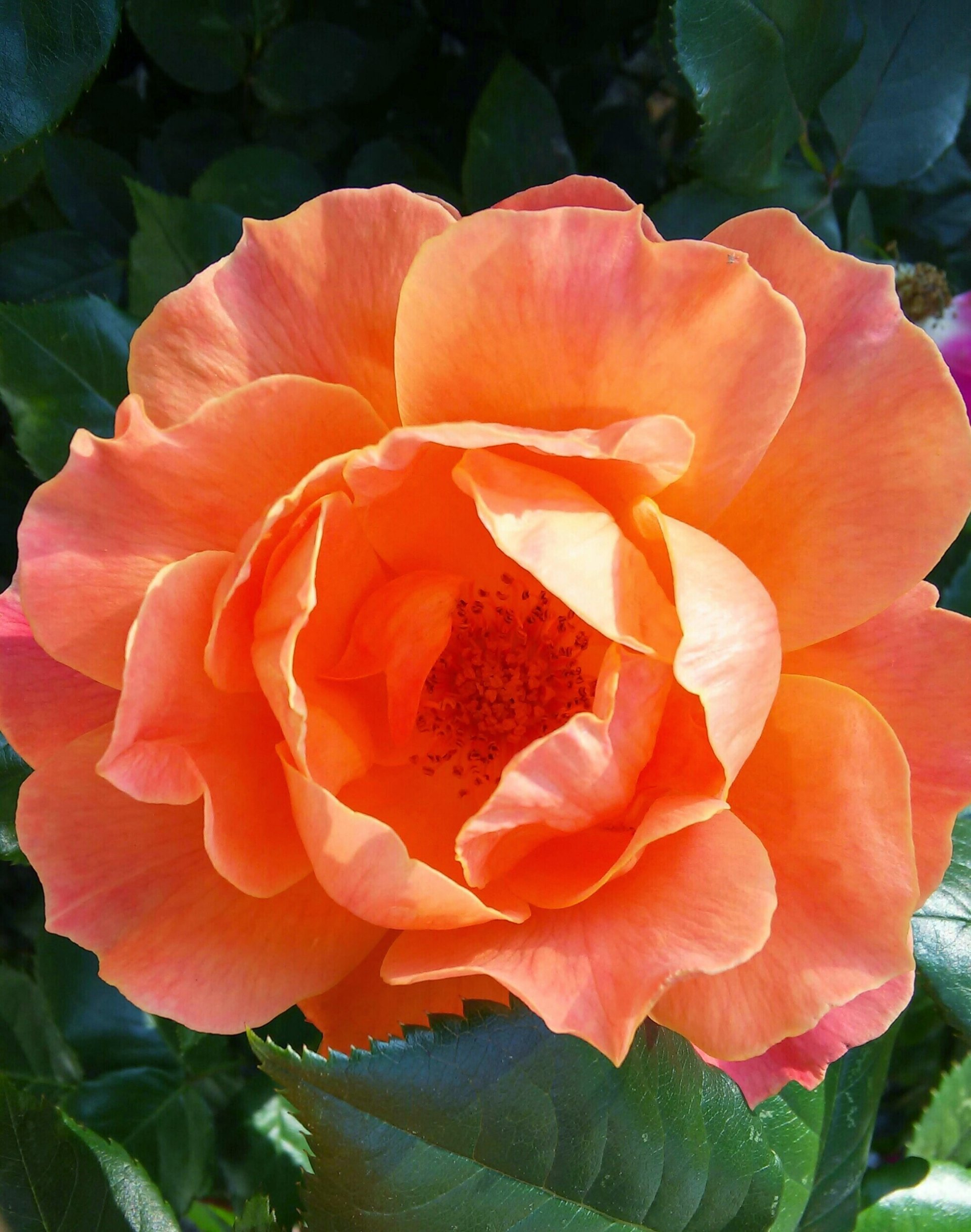 Close-up of a coral-orange rose in nature, its layered petals unfurling above glossy green leaves.