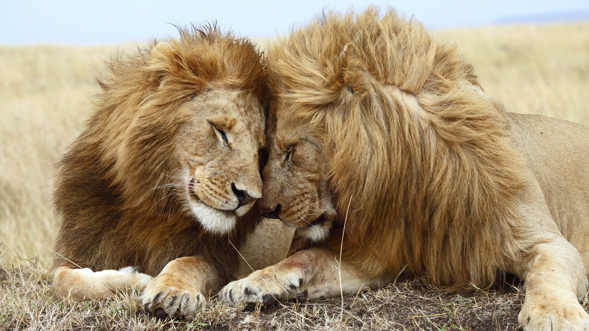 Two lions rest closely together on dry grass, displaying a tender and peaceful moment between the animals.