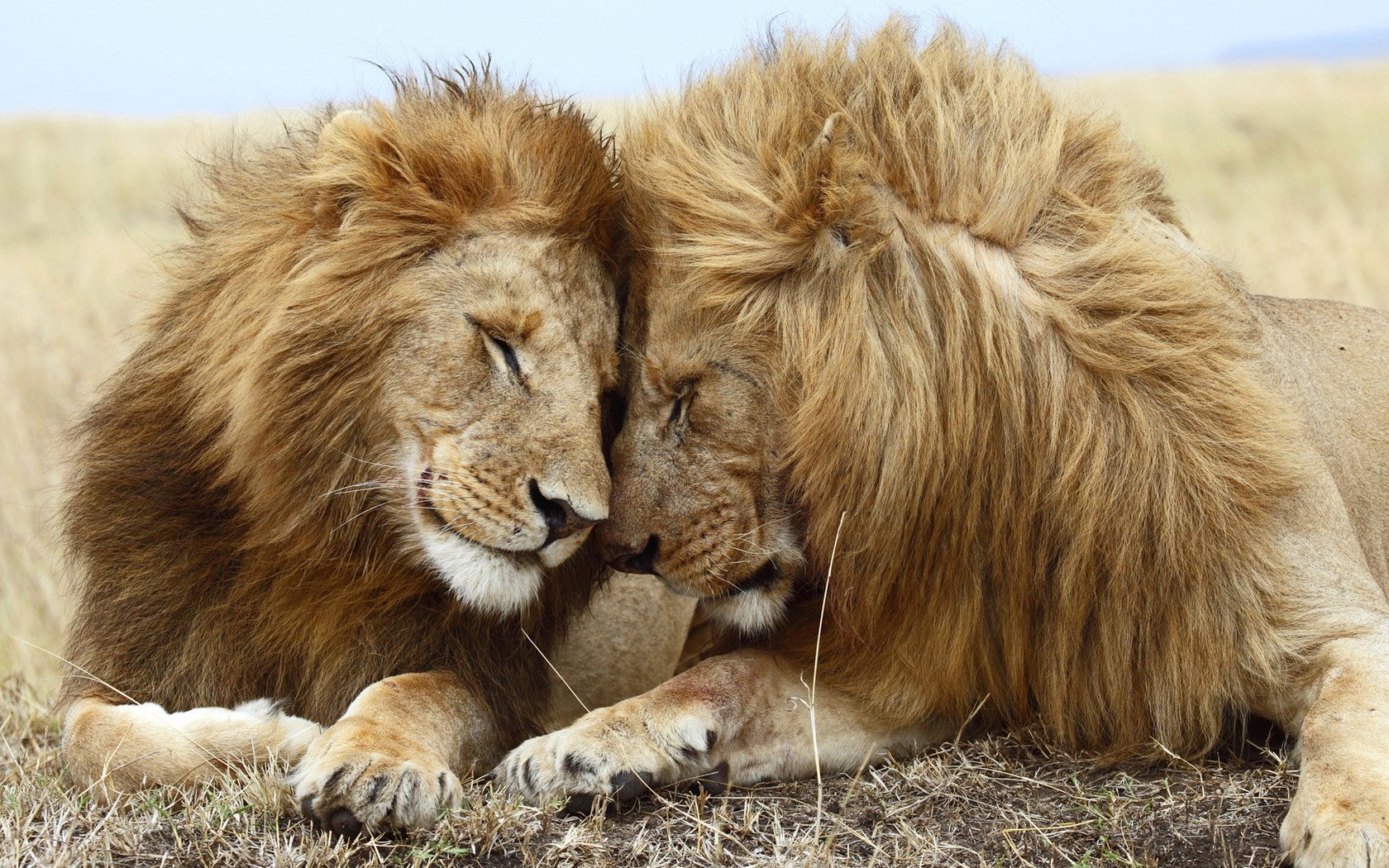 Two lions rest closely together, their majestic manes touching as they share a gentle moment in the open grassland.