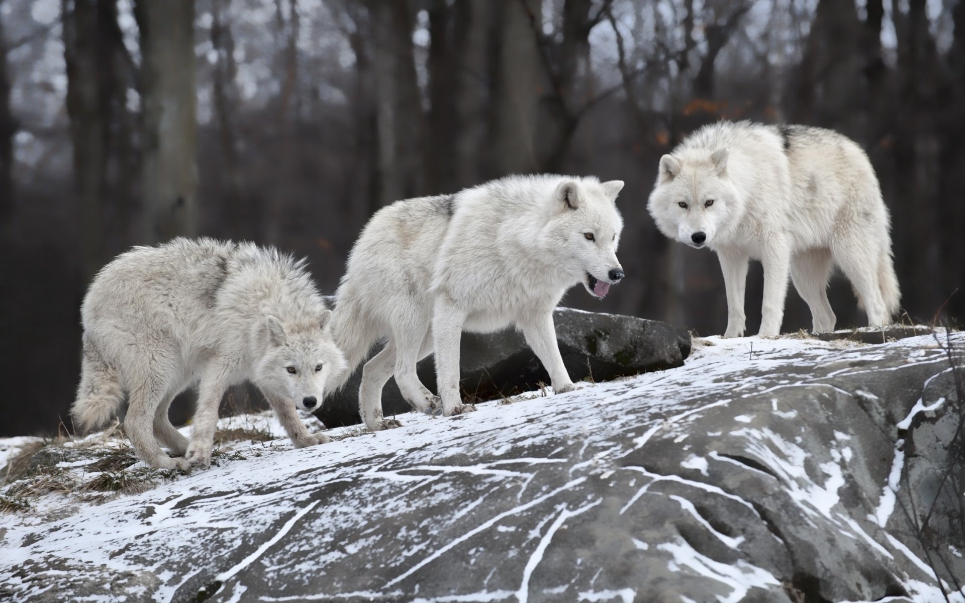 Three white wolves (animal) traverse a snow-dusted rock ledge in a bare winter forest; two stand alert while one sniffs the ground.