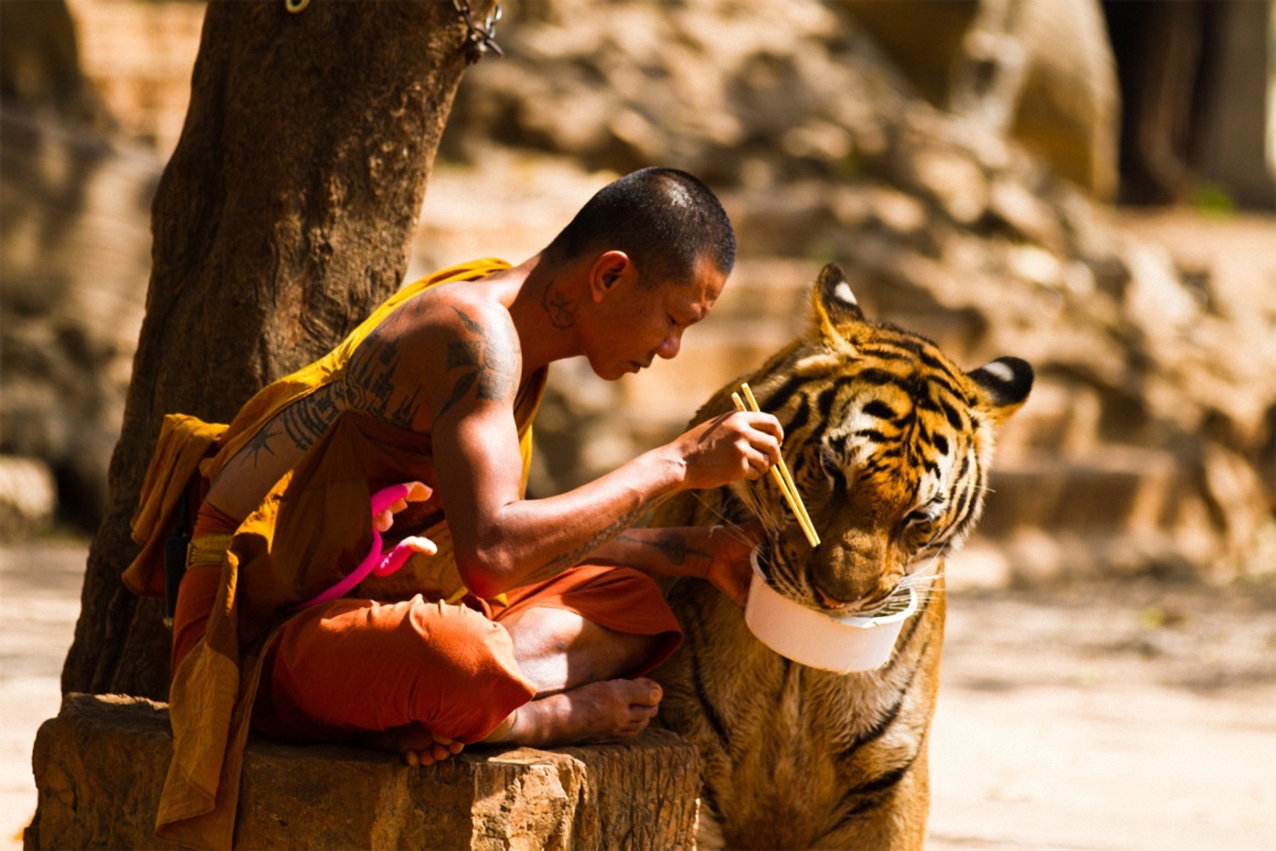 tiger religious monk Image