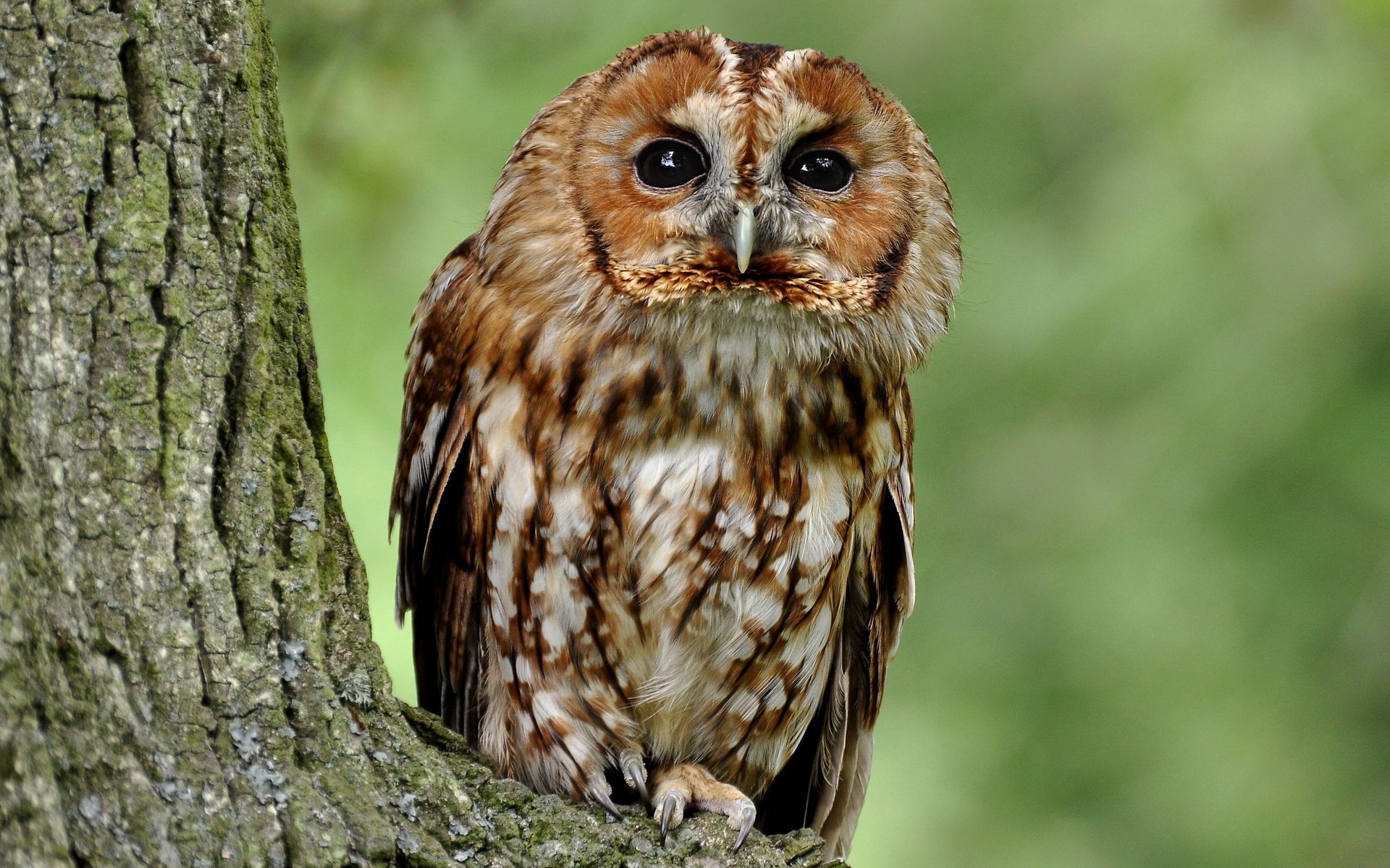 Download Animal Owl Image