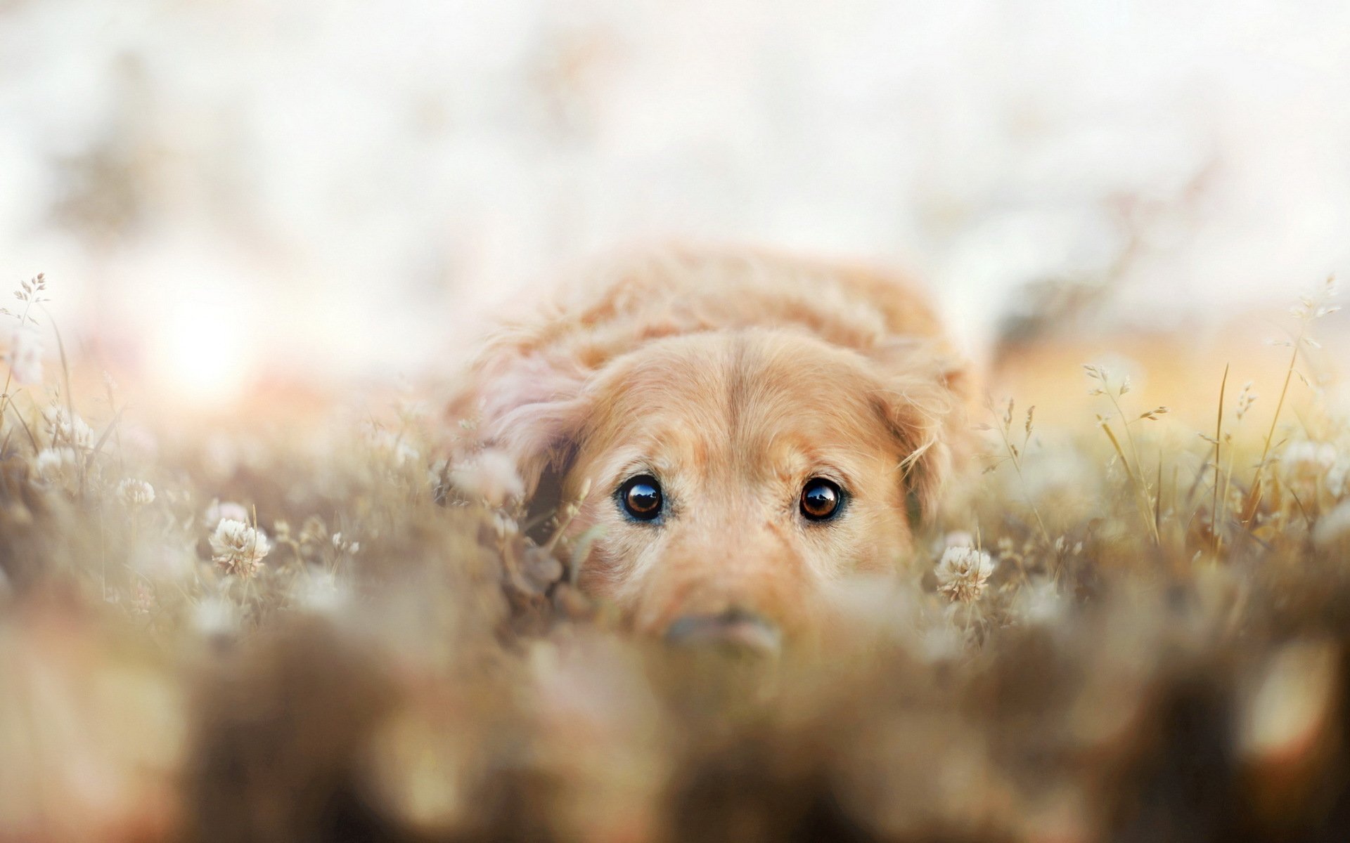 Download Dog Animal Golden Retriever Image