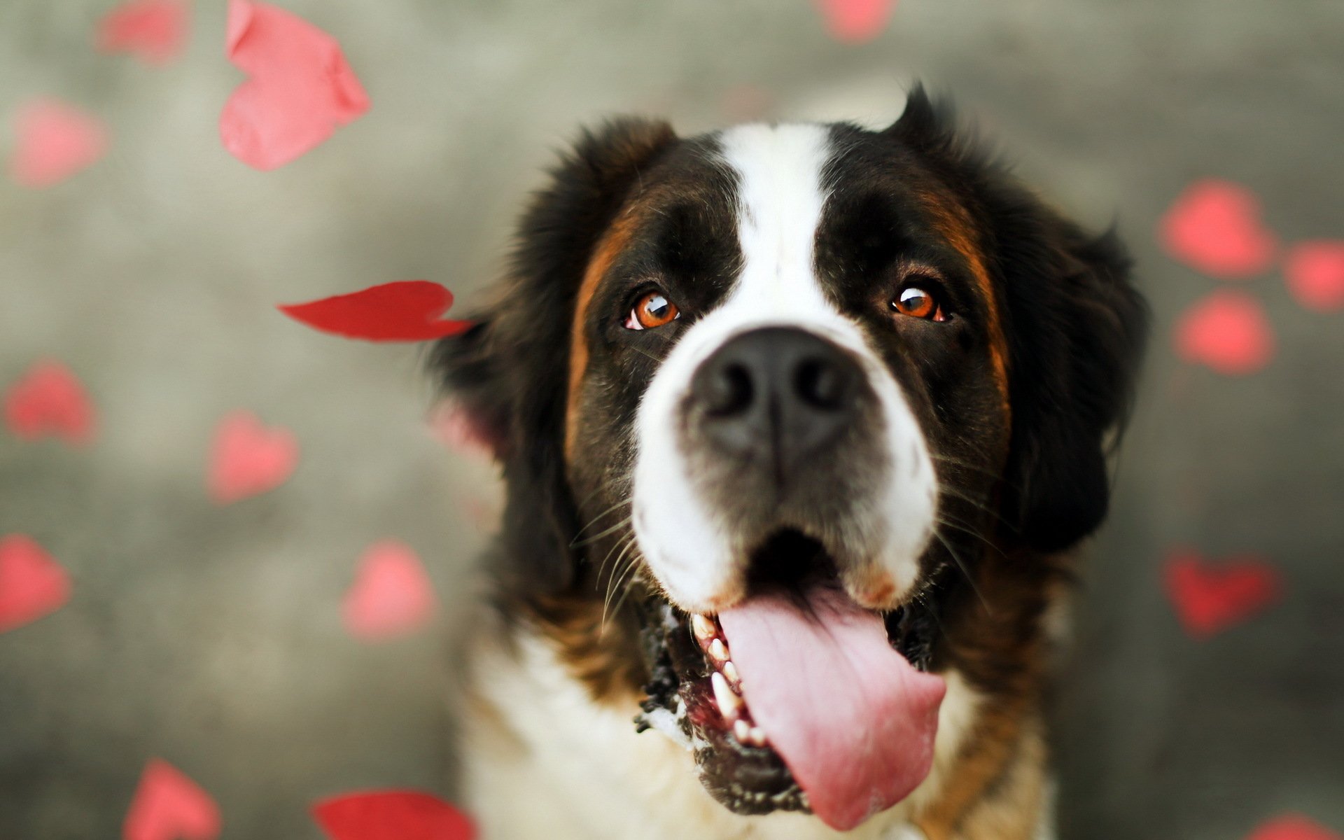 Animal St. Bernard Image