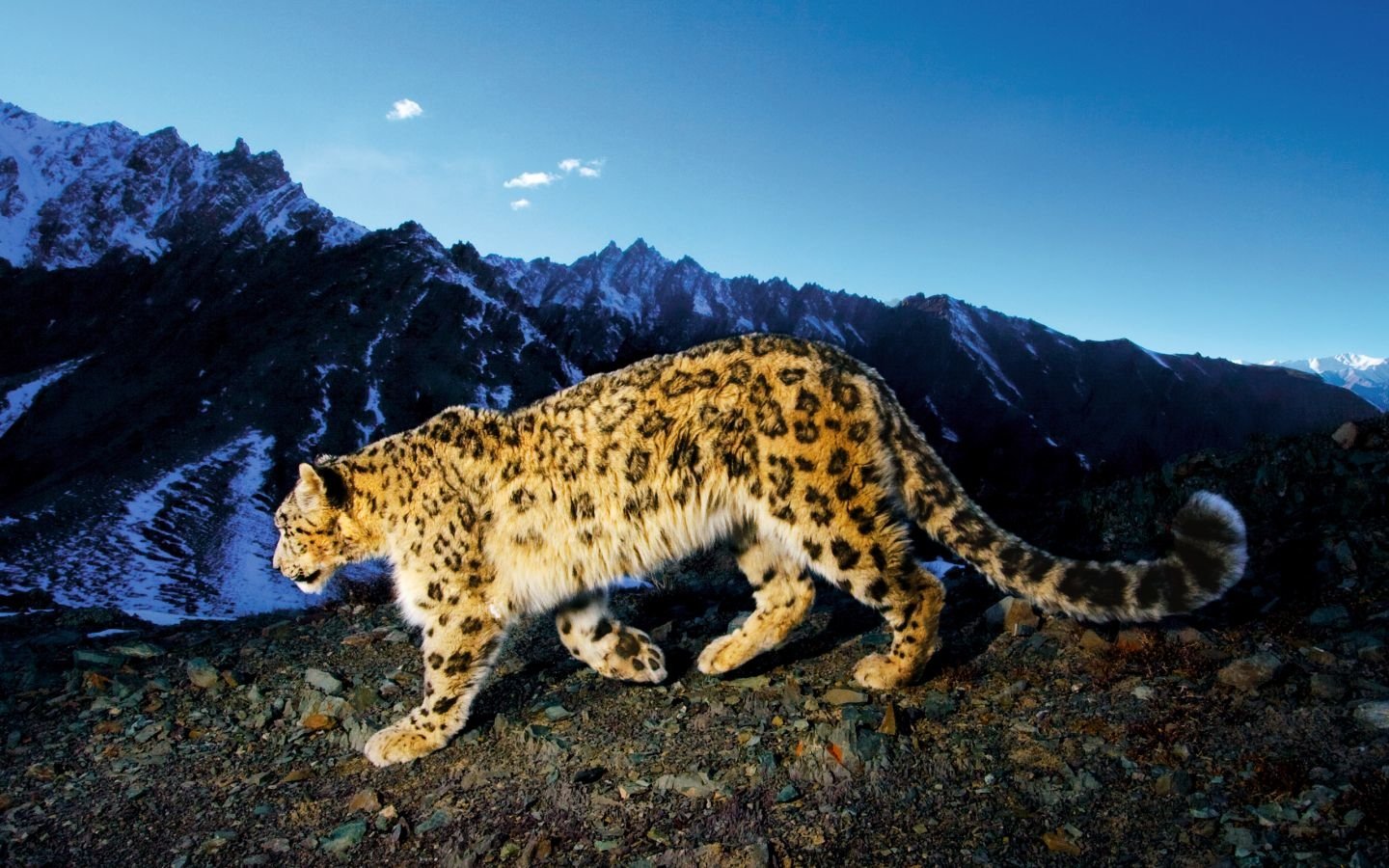 Download Animal Snow Leopard Image