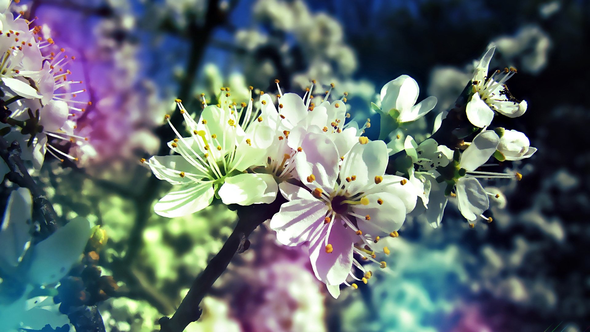 Download Nature Blossom Image
