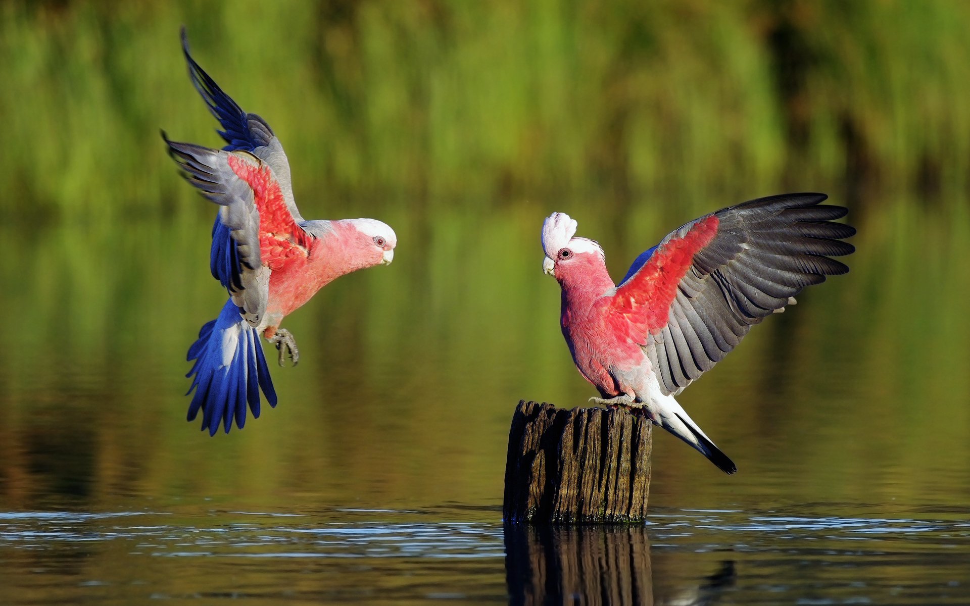 Animal Galah Image