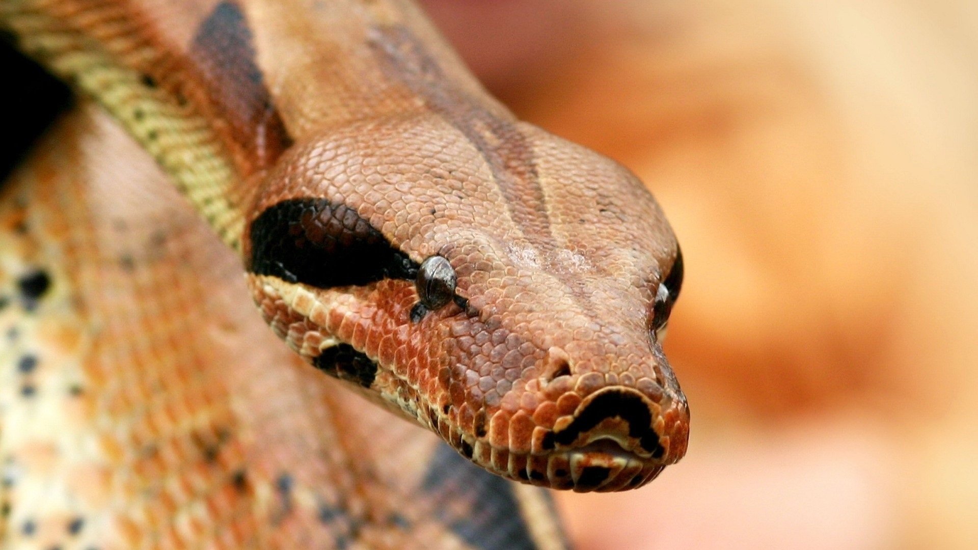 boa constrictor Animal snake Image