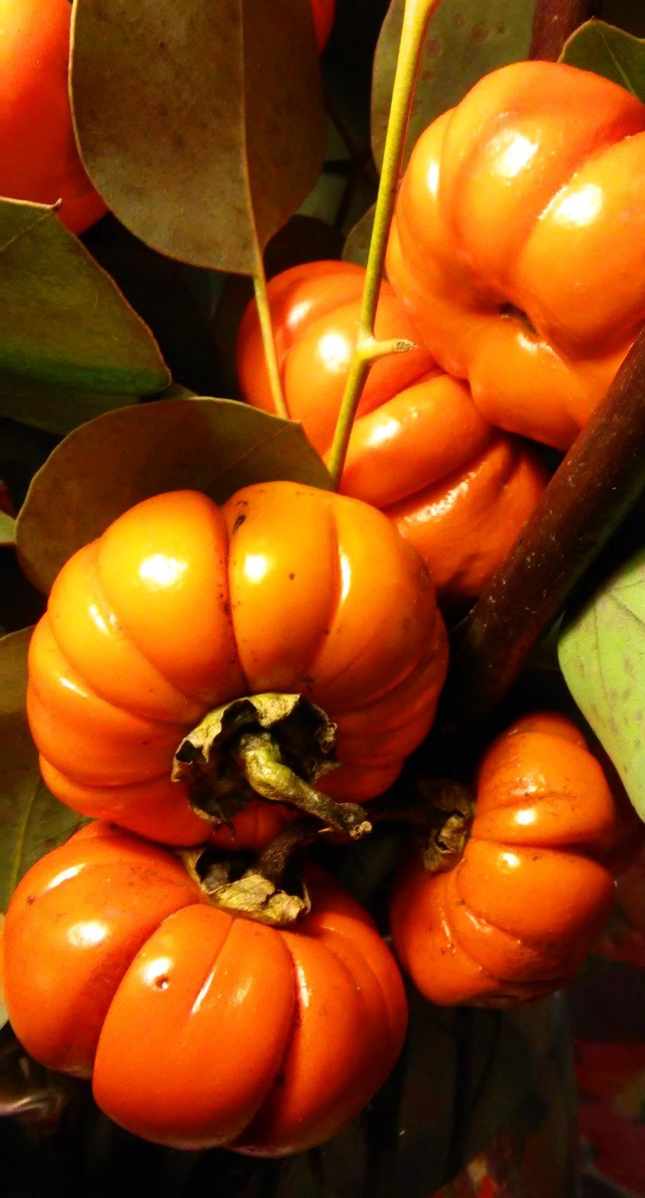  Ornamental Eggplant Pumpkin On A Stick