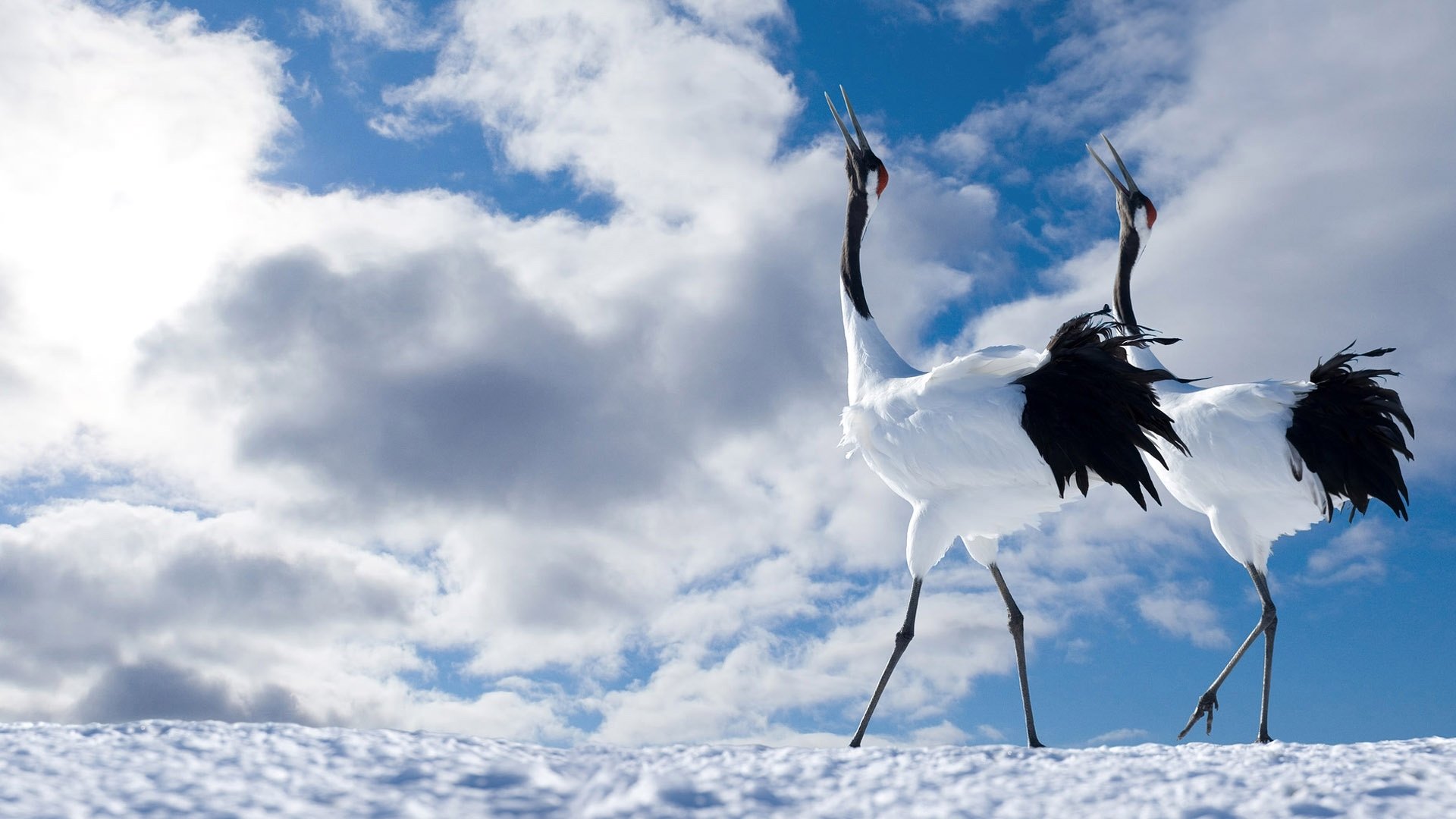 Animal Red-crowned Crane Image