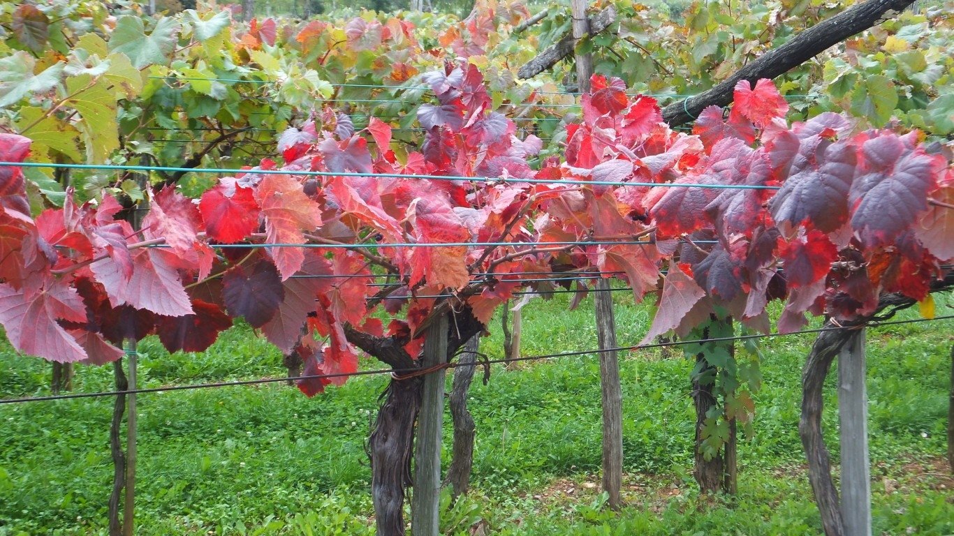  Grape Vines