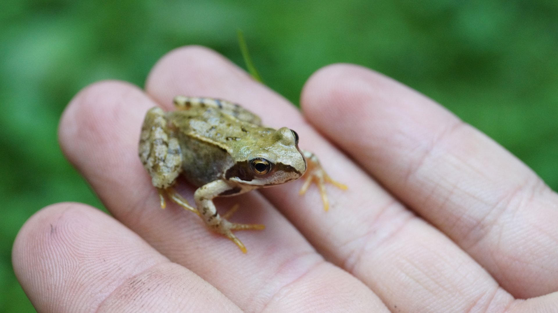 Small green-brown frog (animal) resting on the palm of an open human hand against a blurred green background.