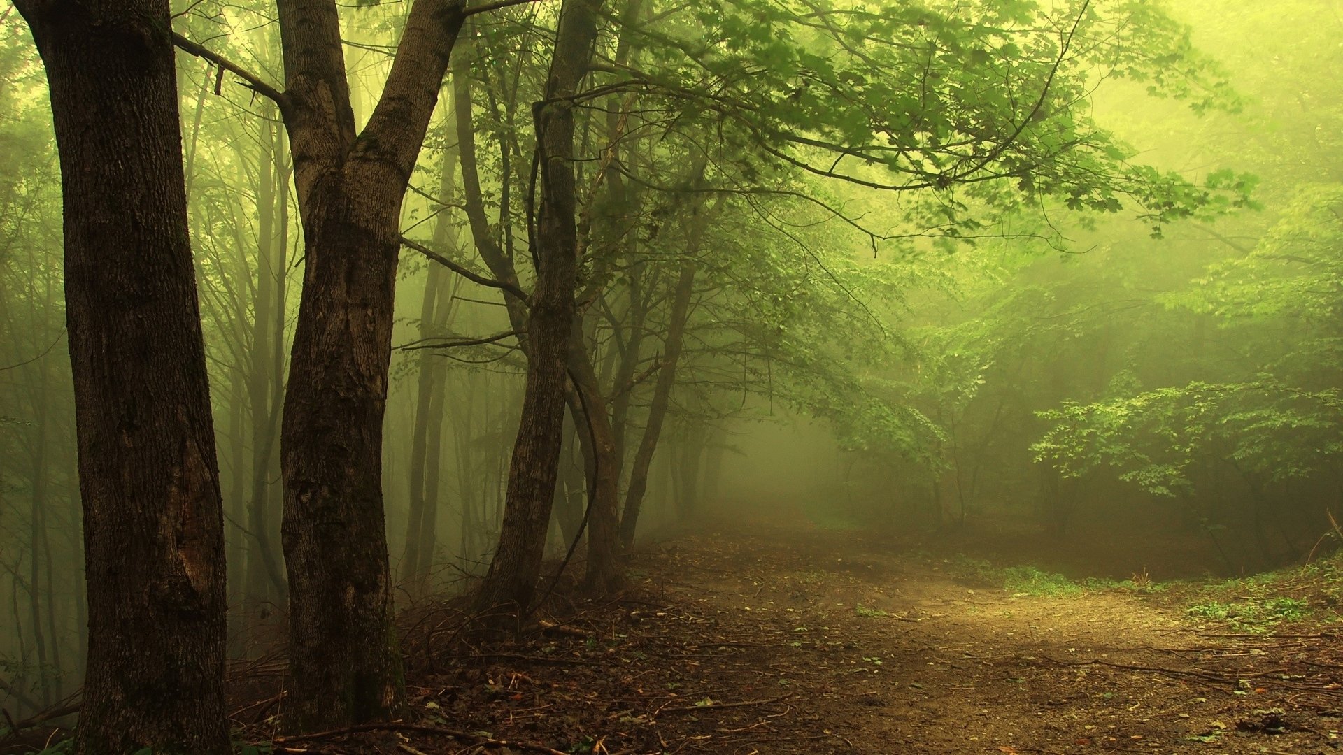 Fog-shrouded forest path under a green tree canopy, soft light filtering through the mist.