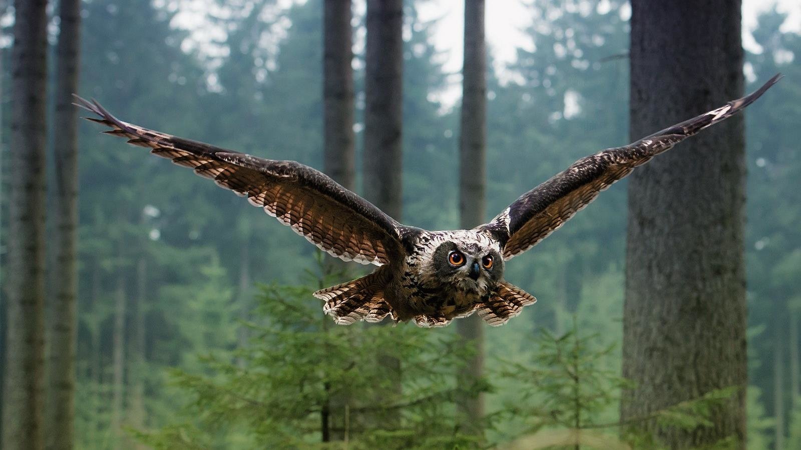 flight bird Animal owl Image
