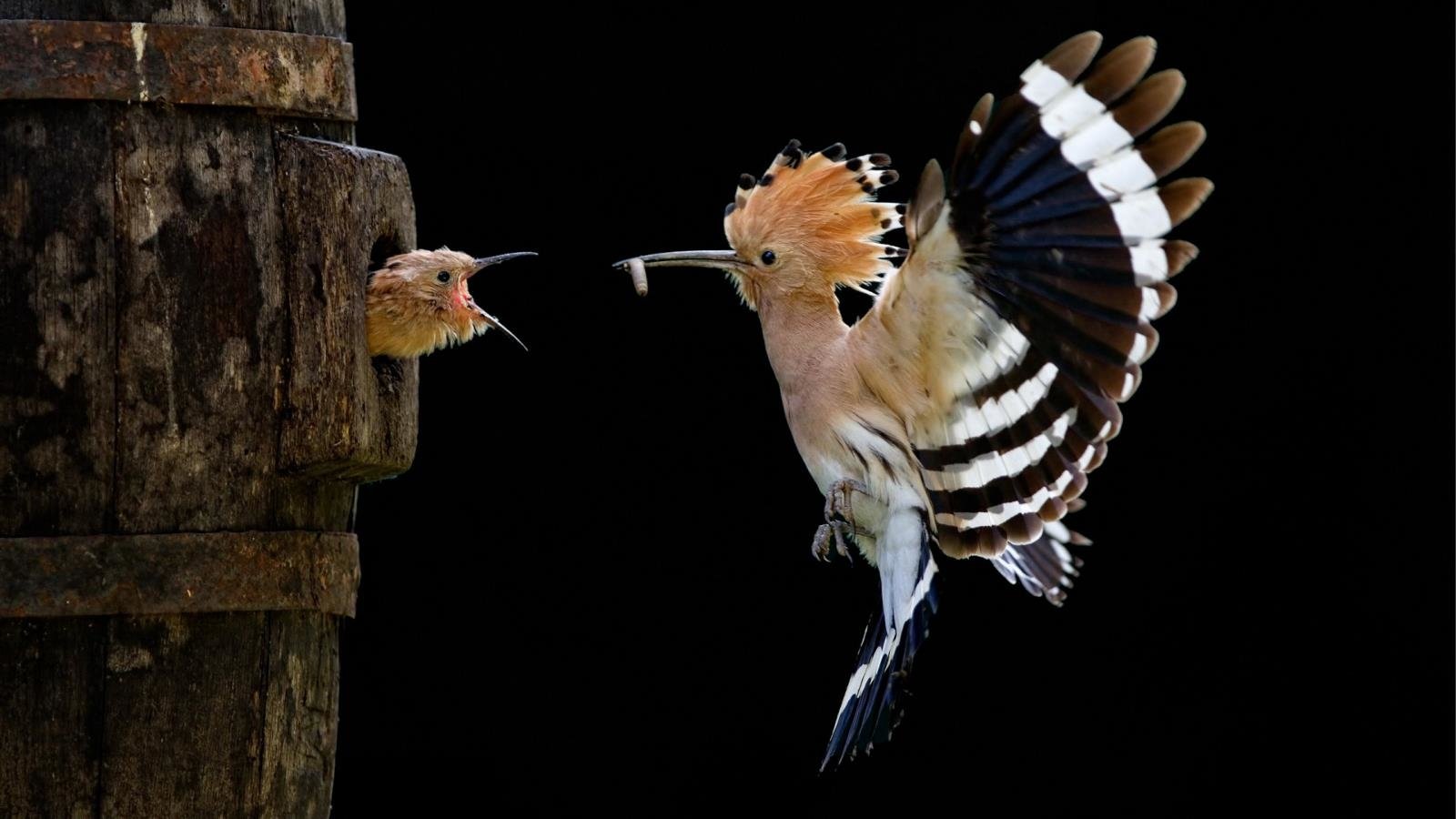A hoopoe bird in flight approaches another hoopoe at a nest, showcasing its distinctive crest and elegant wings against a dark background.
