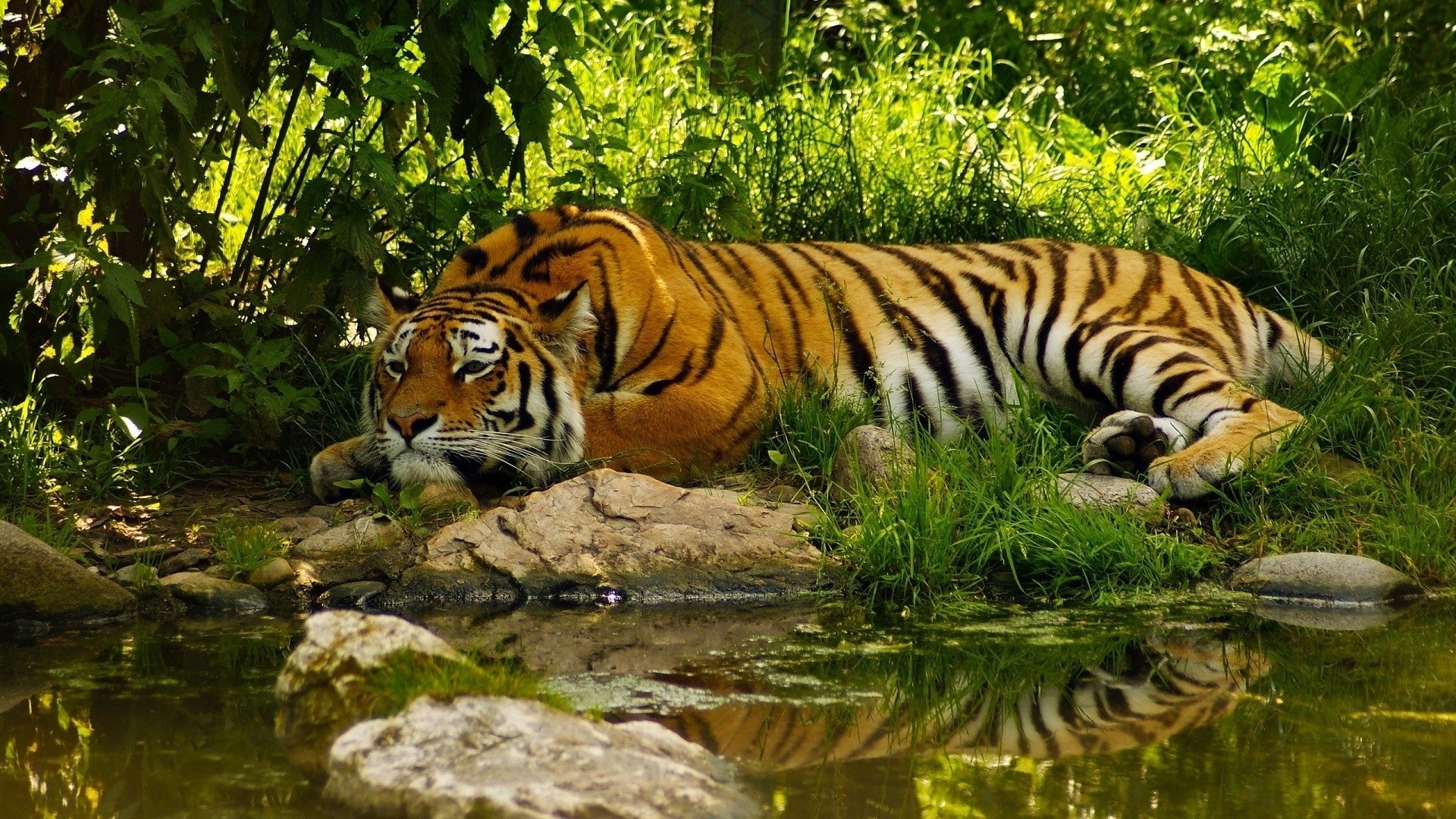 A tiger (animal) rests by a shaded stream, eyes alert, its reflection mirrored clearly on the water's surface.
