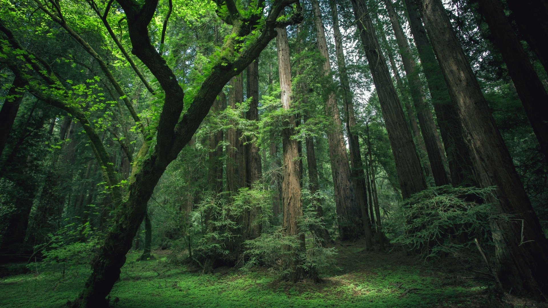 Sunshine filters through tall trees onto a lush green forest floor, highlighting moss, ferns, and winding trunks in a serene nature scene.