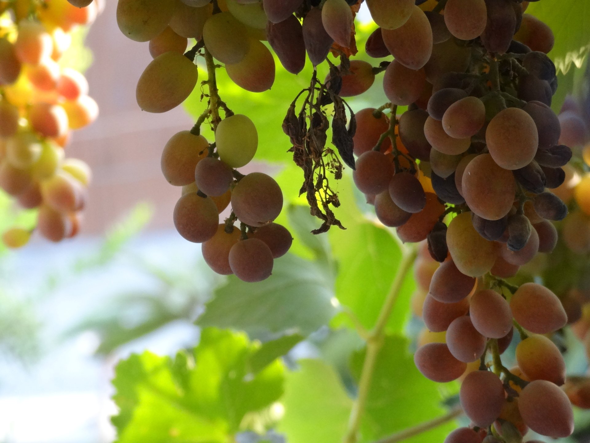 Grapes wallpaper Image - ID: 286328 - Image Abyss