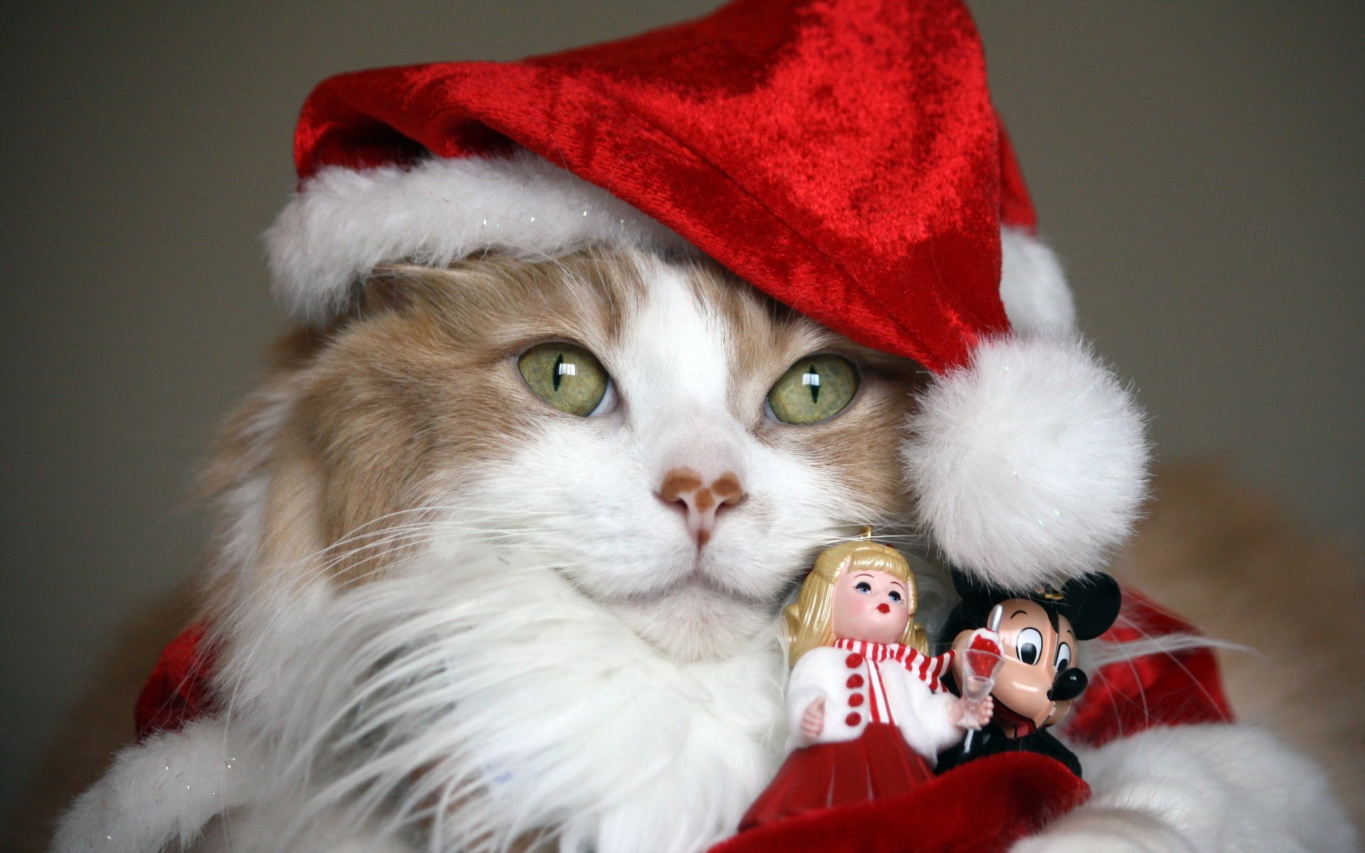 Christmas santa hat Animal cat christmas cat Image