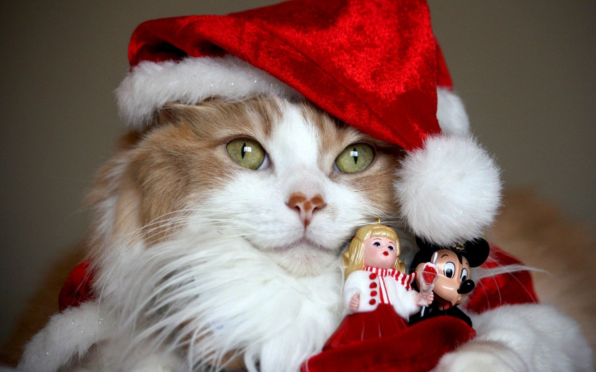 Christmas santa hat Animal cat christmas cat Image