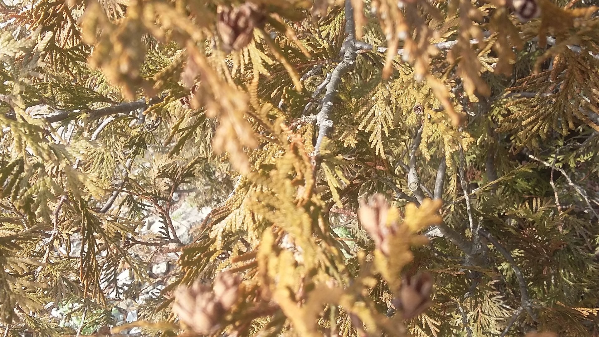 nature bush Image
