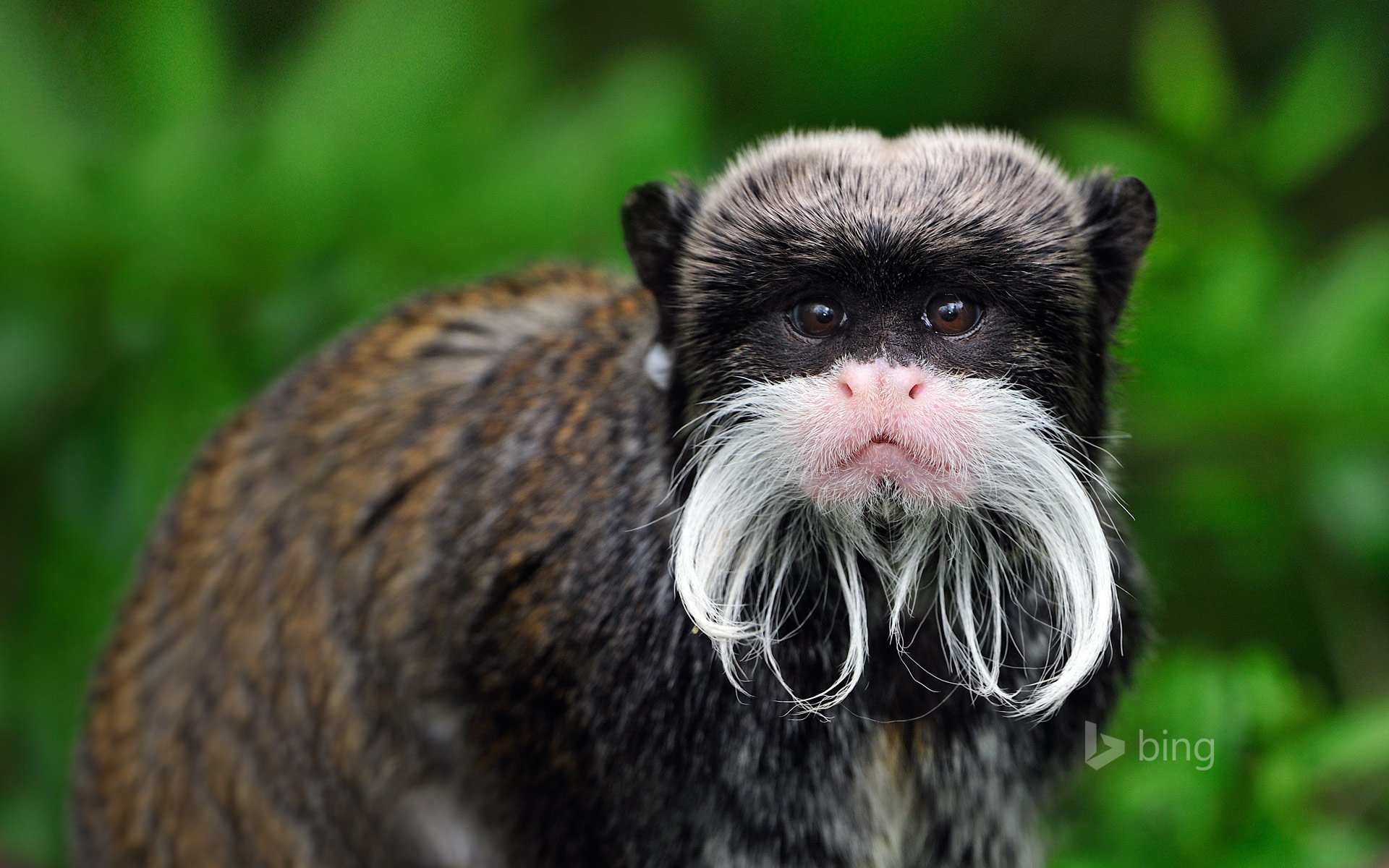 monkey Animal tamarin Image