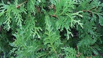 Preview Image 286598