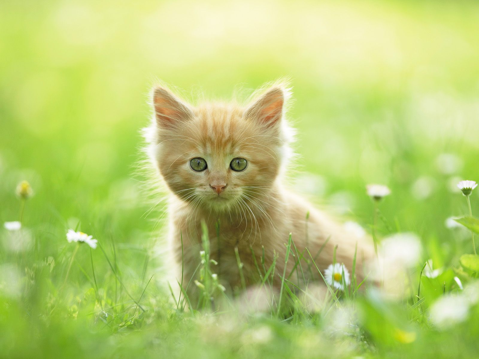 download-animal-cat-image